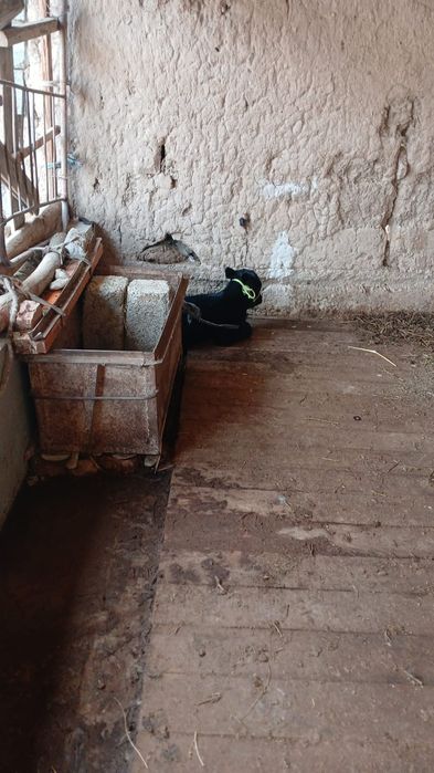 Бұзаулы сиыр сатылады  туркестан