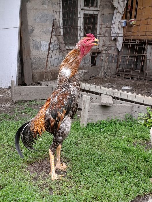 Продам Дакан 11 мес