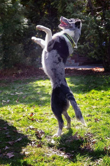 щенок Бордер колли