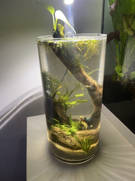 Acvariu/Vaza cu pesti Betta