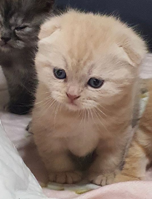 Скотиш фолд девочка