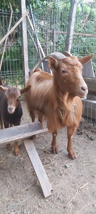 Capra rosie romaneasca