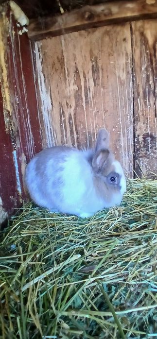 Iepuri cap de leu pitic!