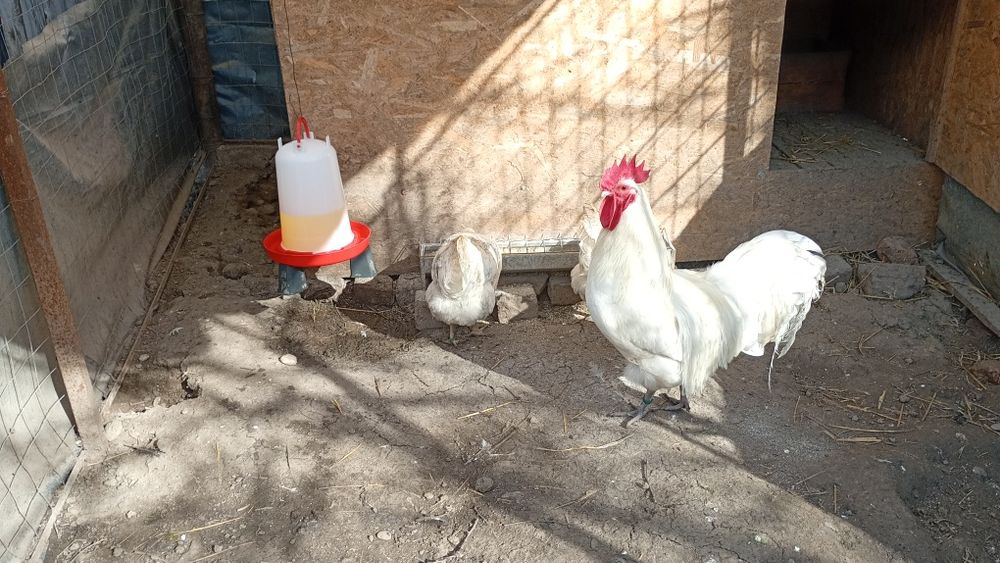 Vând oua australorp