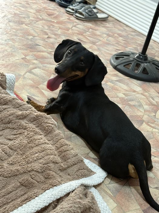 Такса кабель на вязку