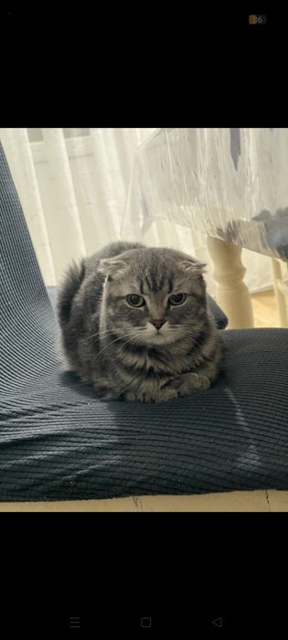 Отдам  Кошку в добрый руки