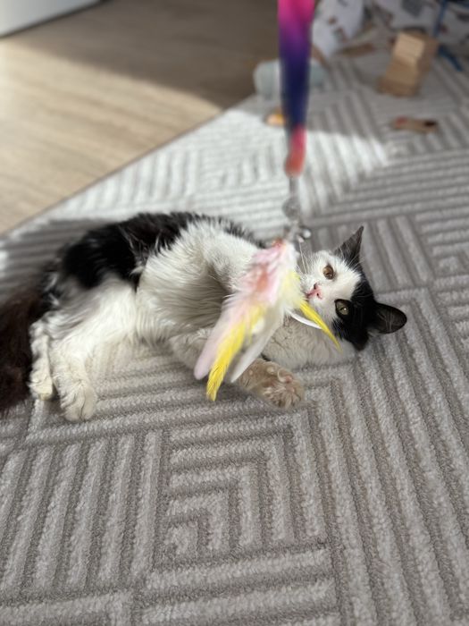 Котик в добрые руки