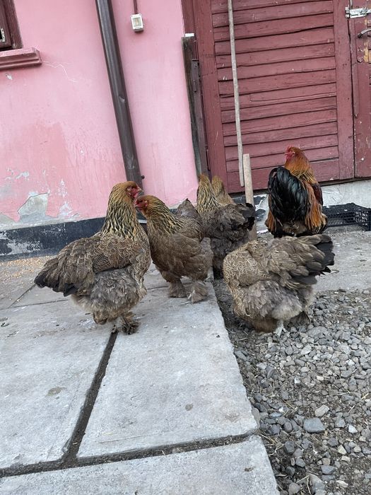 vand gaini brahman potârnichiu
