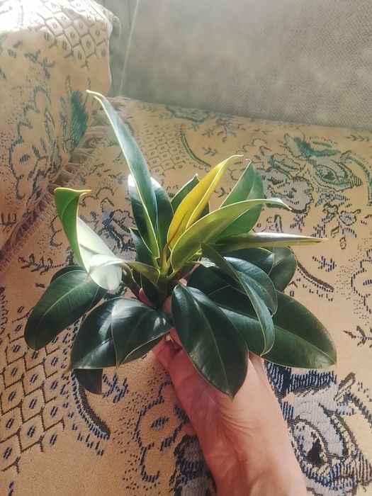 Фикус каучуконосный продам