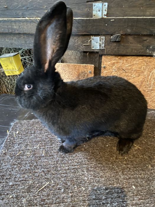 Femela urias german negru