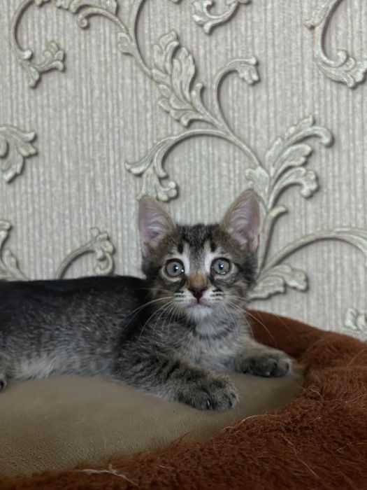 В добрые руки котенок