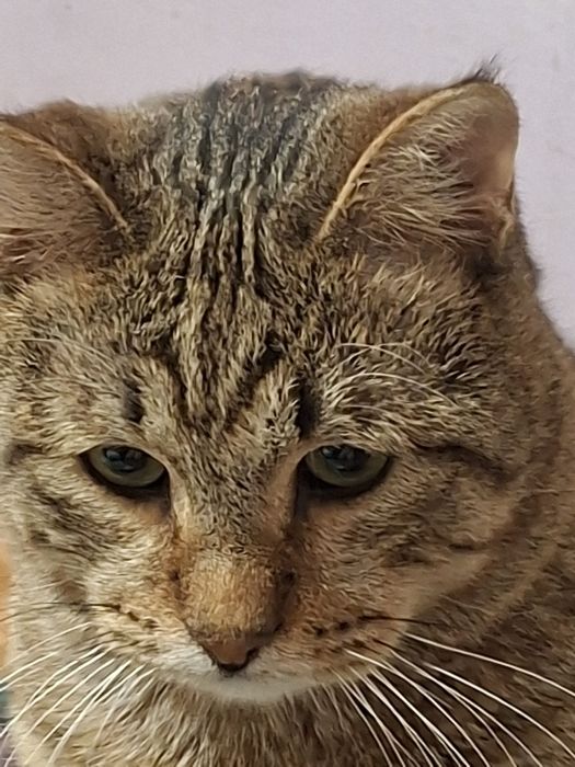 Пристраивается котик кастрированный