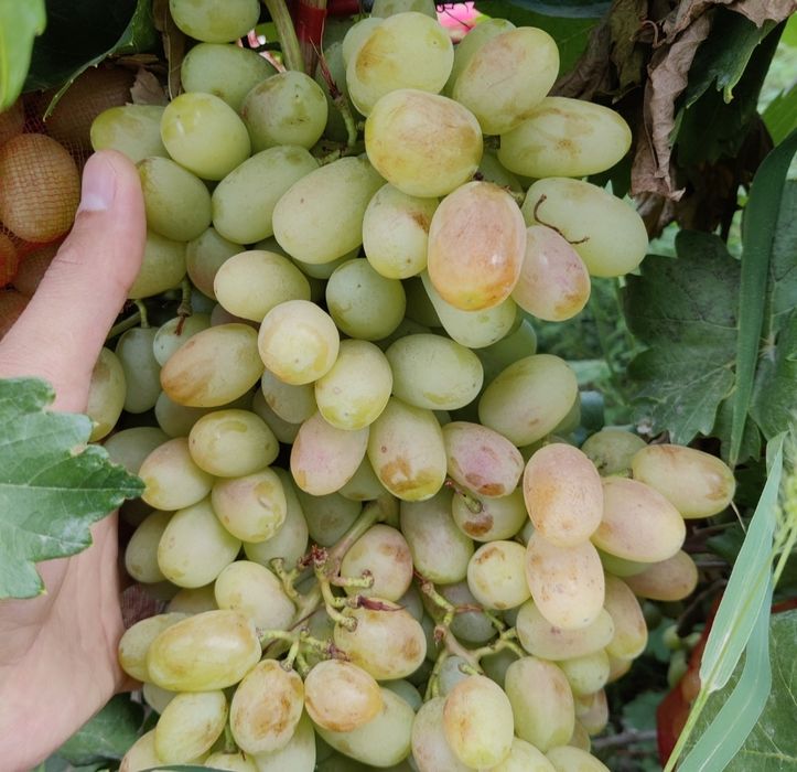 Саженцы винограда