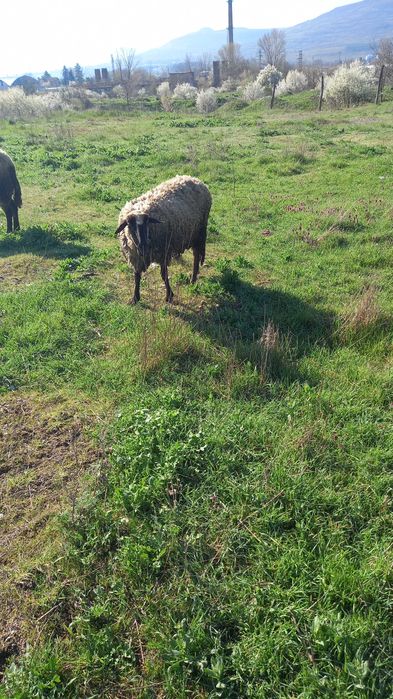 Овце за продаване редовни  и млади