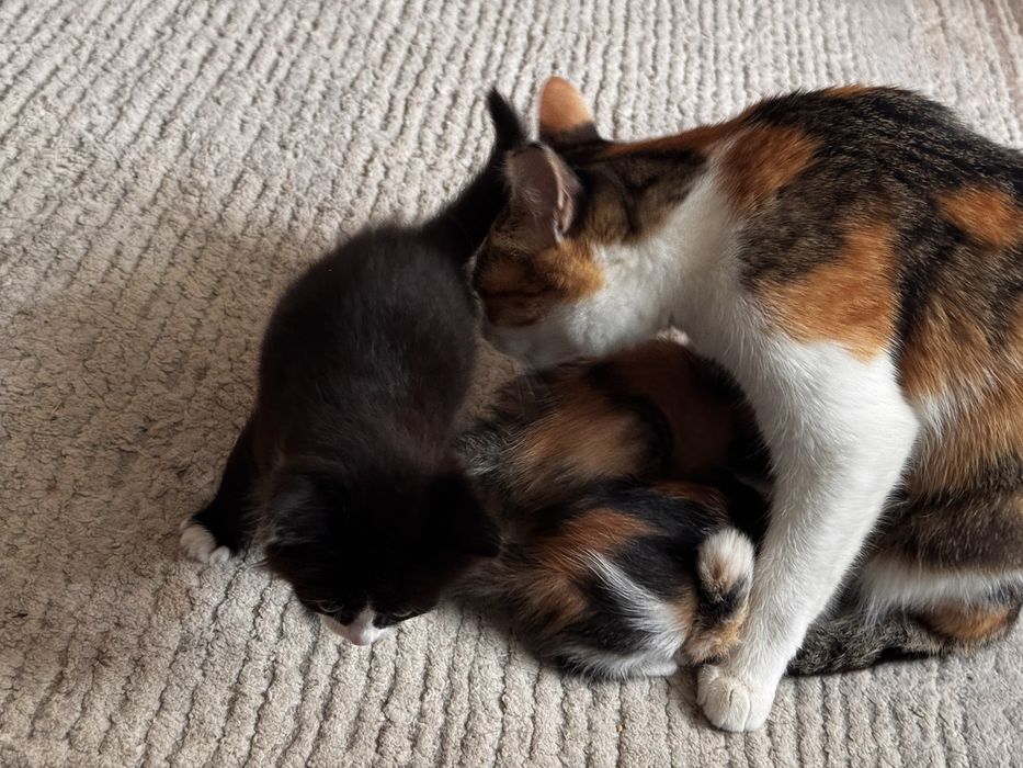 Отдам даром котят