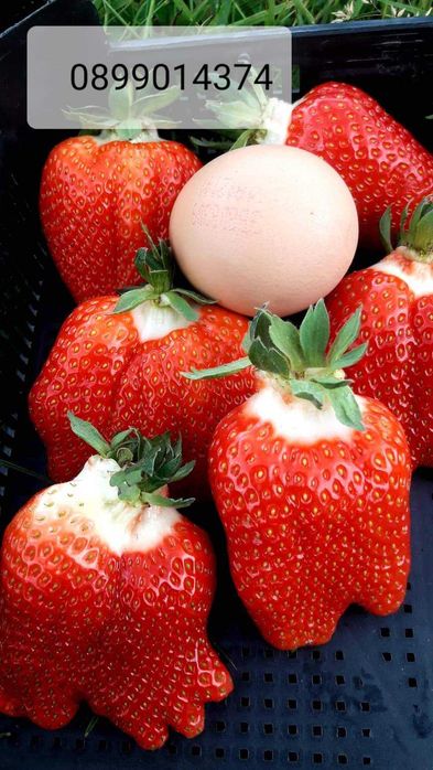 Разсад ягоди и малини