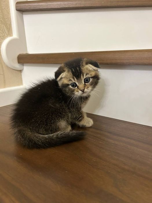 Котята породы скоттиш фолд и скоттиш страйд