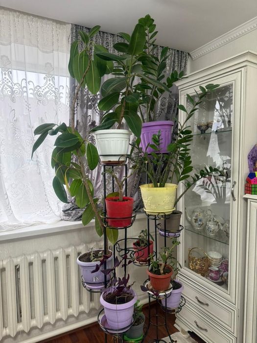 Цветы разные растения
