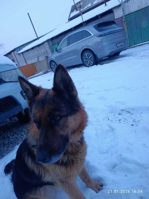 Немецкая овчарка