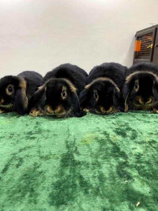 Куён сотилади. Тоза зотлар 300.000 дан балан