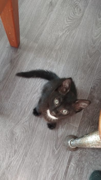 Отдам даром котят