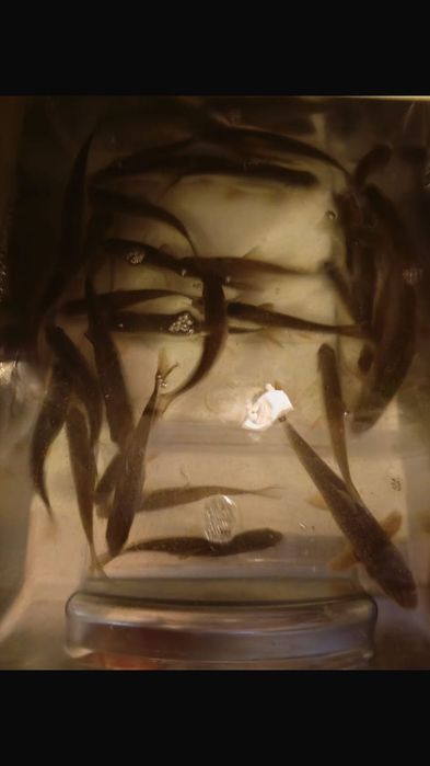 Живец для рыбалки