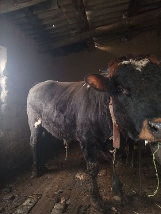 Katta navos sotiladi