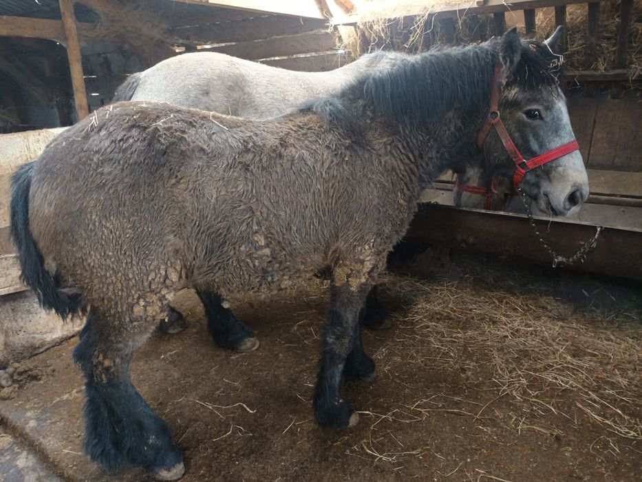 Vând un mânz harmasar