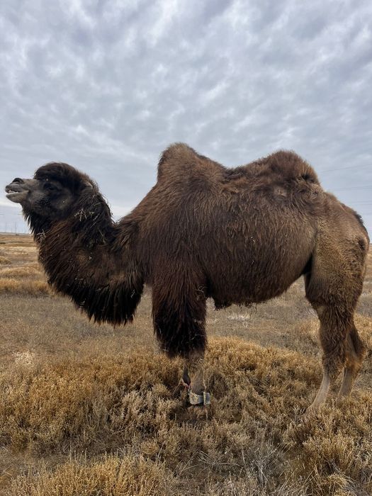 Жас семіз түйе сатылады