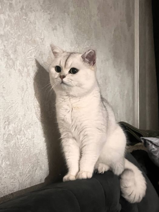 Вязка (nasil olish) Premium class Britian shinshila NS11