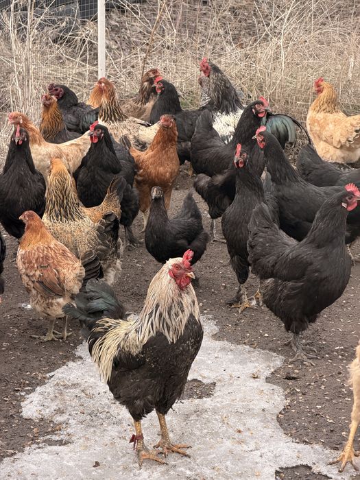 Продам красивых курей петухов