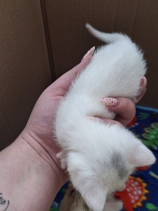 Отдам даром котят