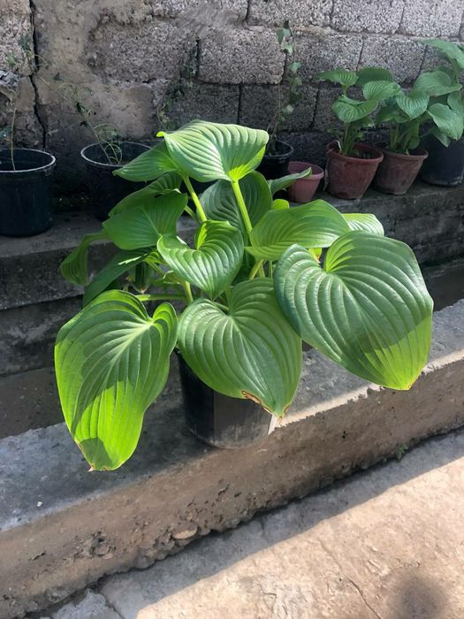 Хоста многолетнее растение