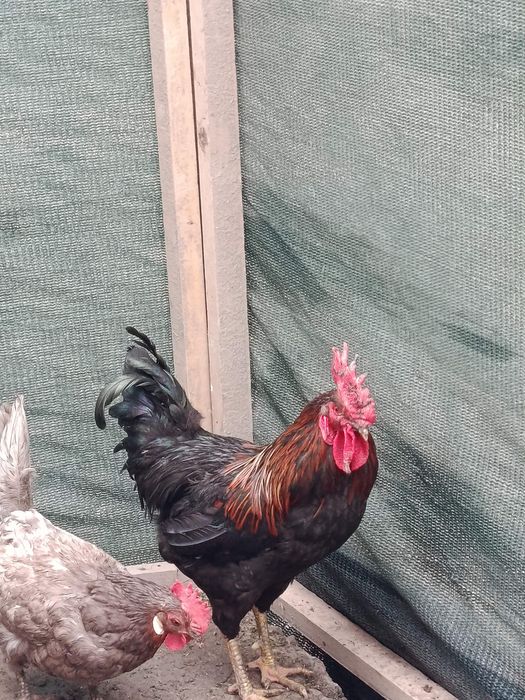 Xoroz va óradaklar sotilad