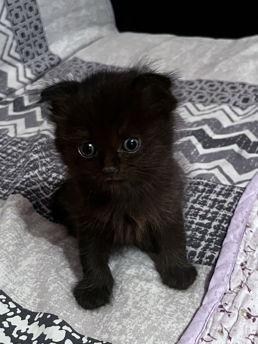 отдаем котяток, бесплатно