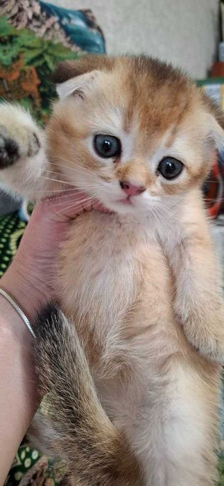Скоттиш фолд. Кошечки