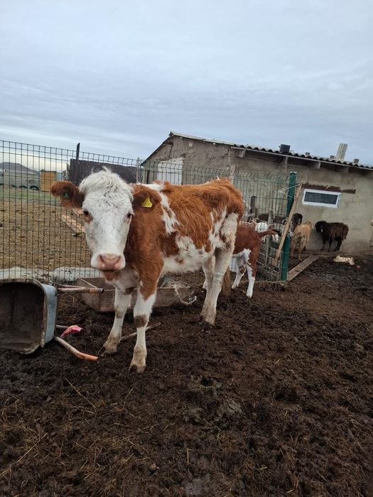 Сиыр таза симентал