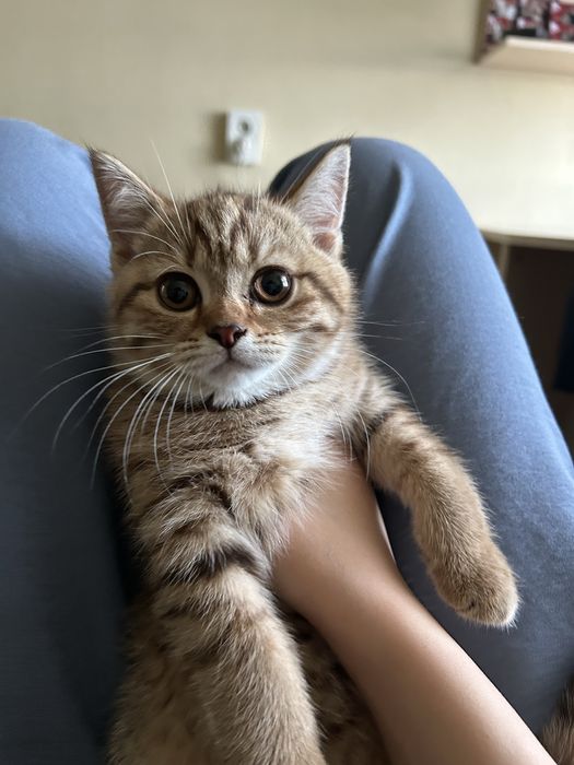 Скотиш страйт котенок