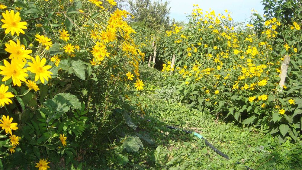 Земна ябълка, гулия (Helianthus tuberosus)