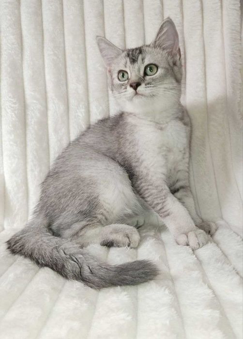 Продается котенок серебристая шиншилла, девочка.Срочно!