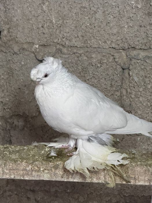 Dekorativ bezak kaptarlar sotiladi