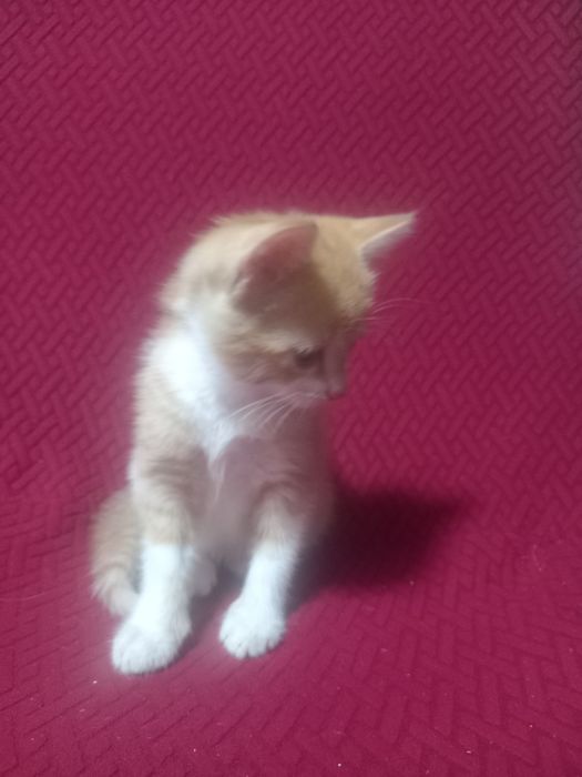 Отдам котя в добрые руки