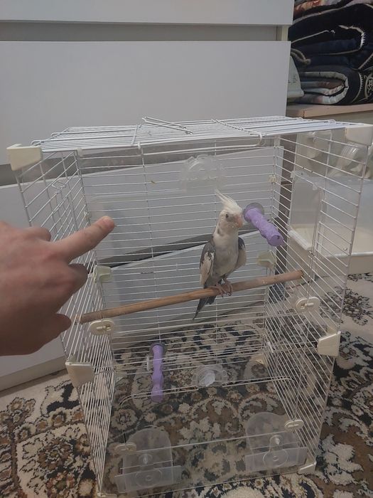 Корела самец продам