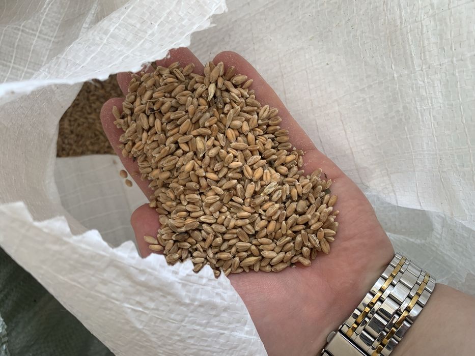 Продам пшеницу зерно, лен, бидай