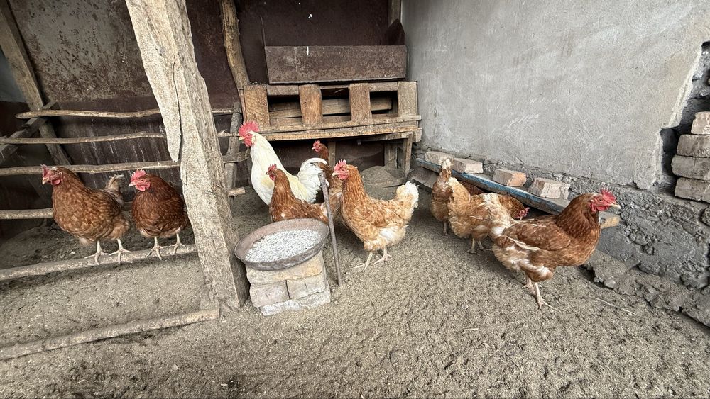 Продам инкубационное яйцо.Порода:Ломан браун помесь легорн.