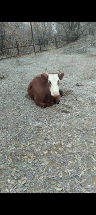 Короваа и тёлкаа