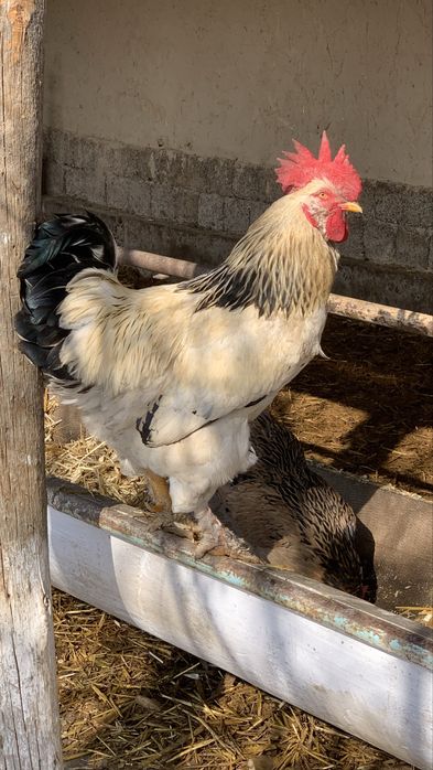 4 ta sogʻlom xoʻroz sotiladi