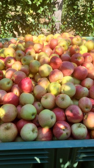 Vand mere categoria a2a