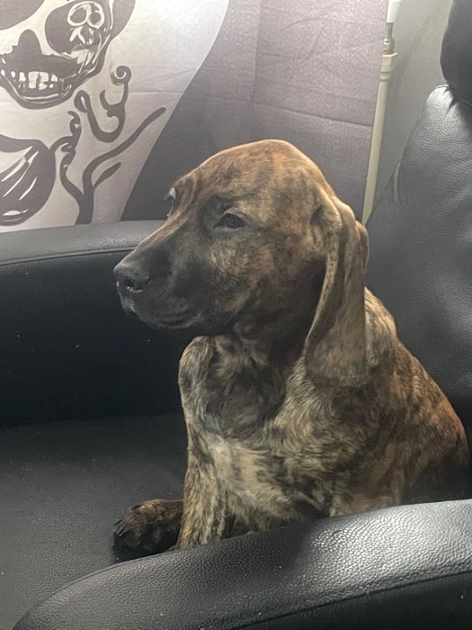 Продавам ловджийско куче