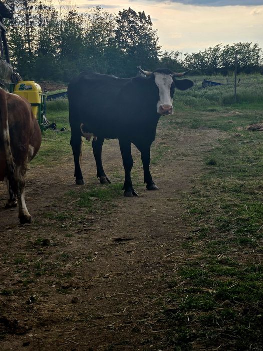 Vand Vaca tanara Baltata romaneasca